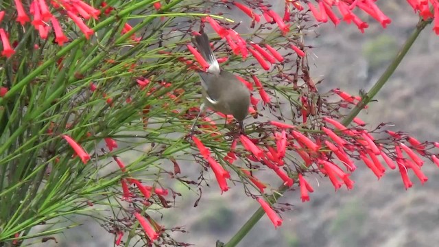 Reunion Gray White-eye - ML723131