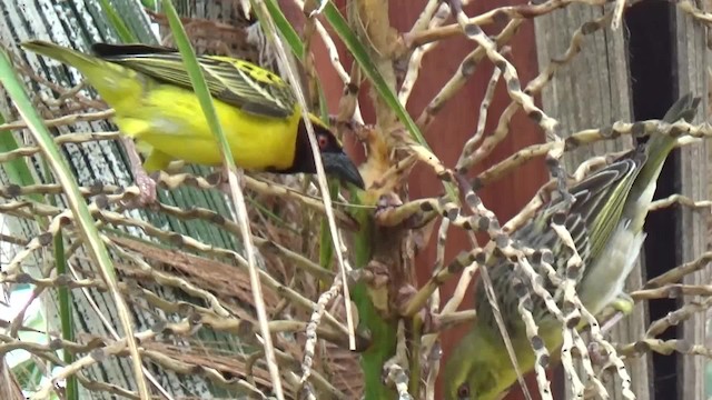 Village Weaver (Spot-backed) - ML723139