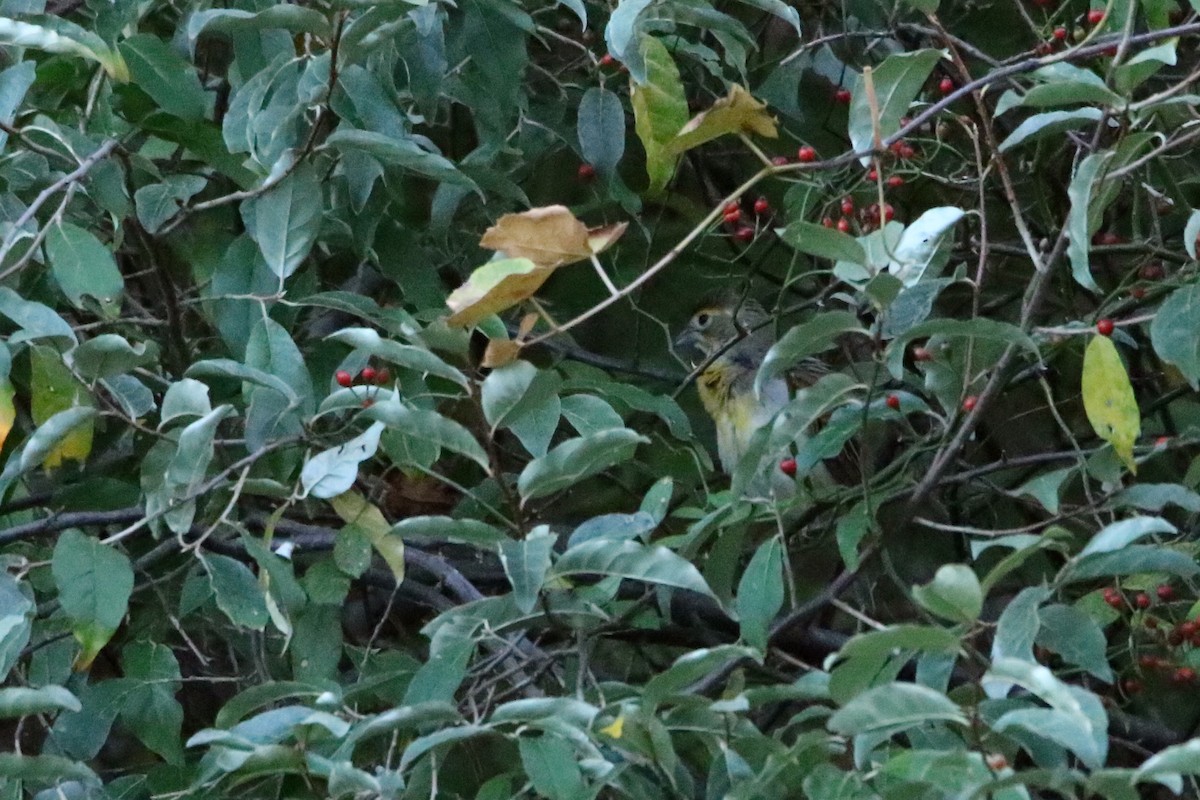Dickcissel - ML72315281