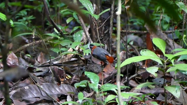 White-plumed Antbird - ML723155