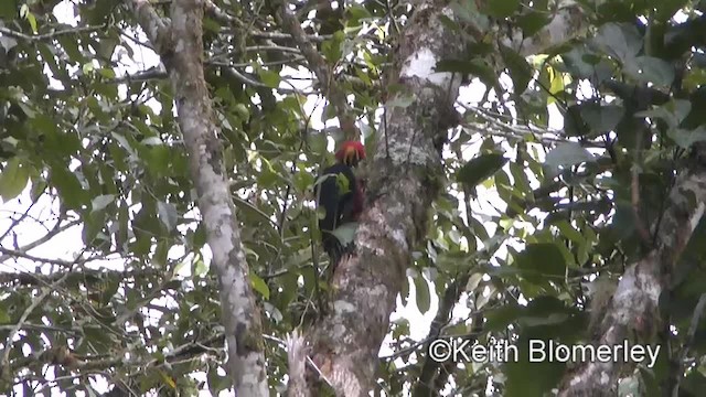 Crimson-bellied Woodpecker (Crimson-bellied) - ML723157