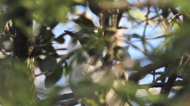 Arabian Warbler - ML723158