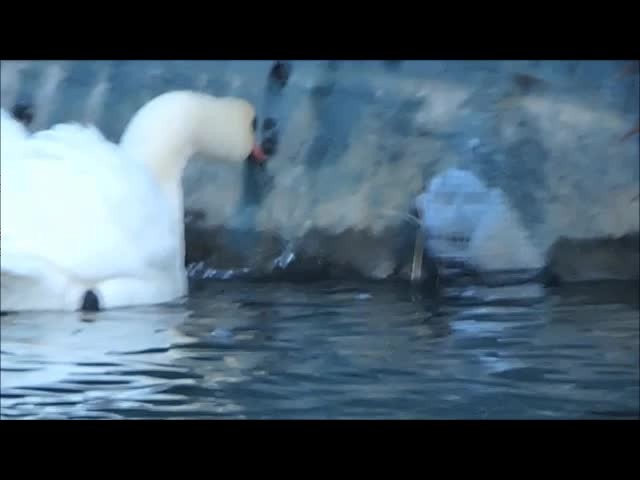 Mute Swan - ML723160