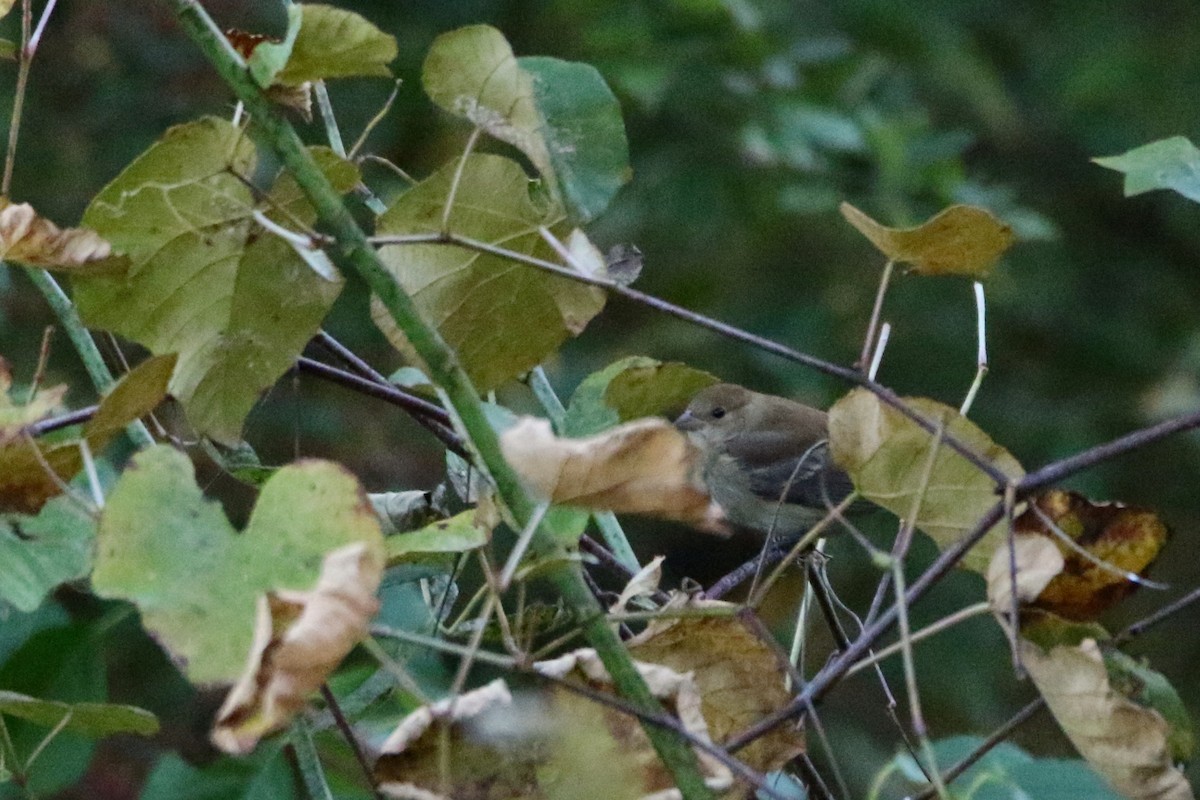 Indigo Bunting - ML72317351