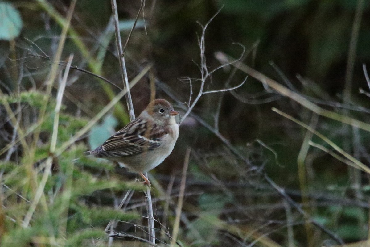 Field Sparrow - ML72317561