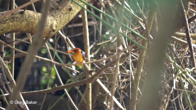 African Pygmy Kingfisher - ML723177