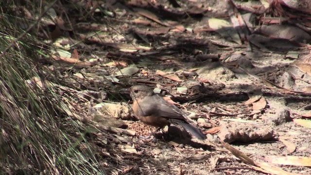 Rockwarbler - ML723180