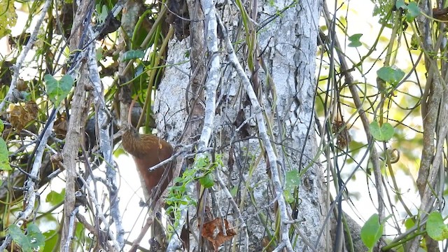 Red-billed Scythebill - ML723196