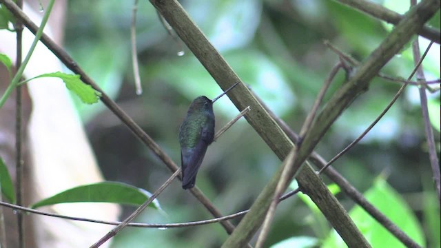 kolibřík modročelý - ML723197