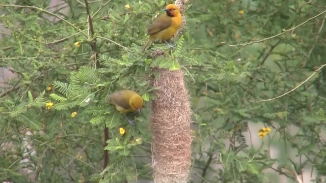 Gözlüklü Dokumacı (crocatus) - ML723202