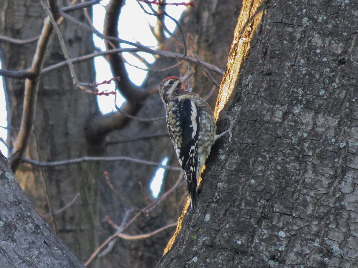 Yellow-bellied Sapsucker - ML72320921