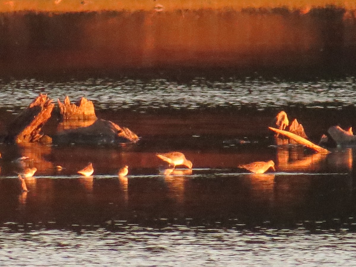 Short-billed/Long-billed Dowitcher - ML72322991