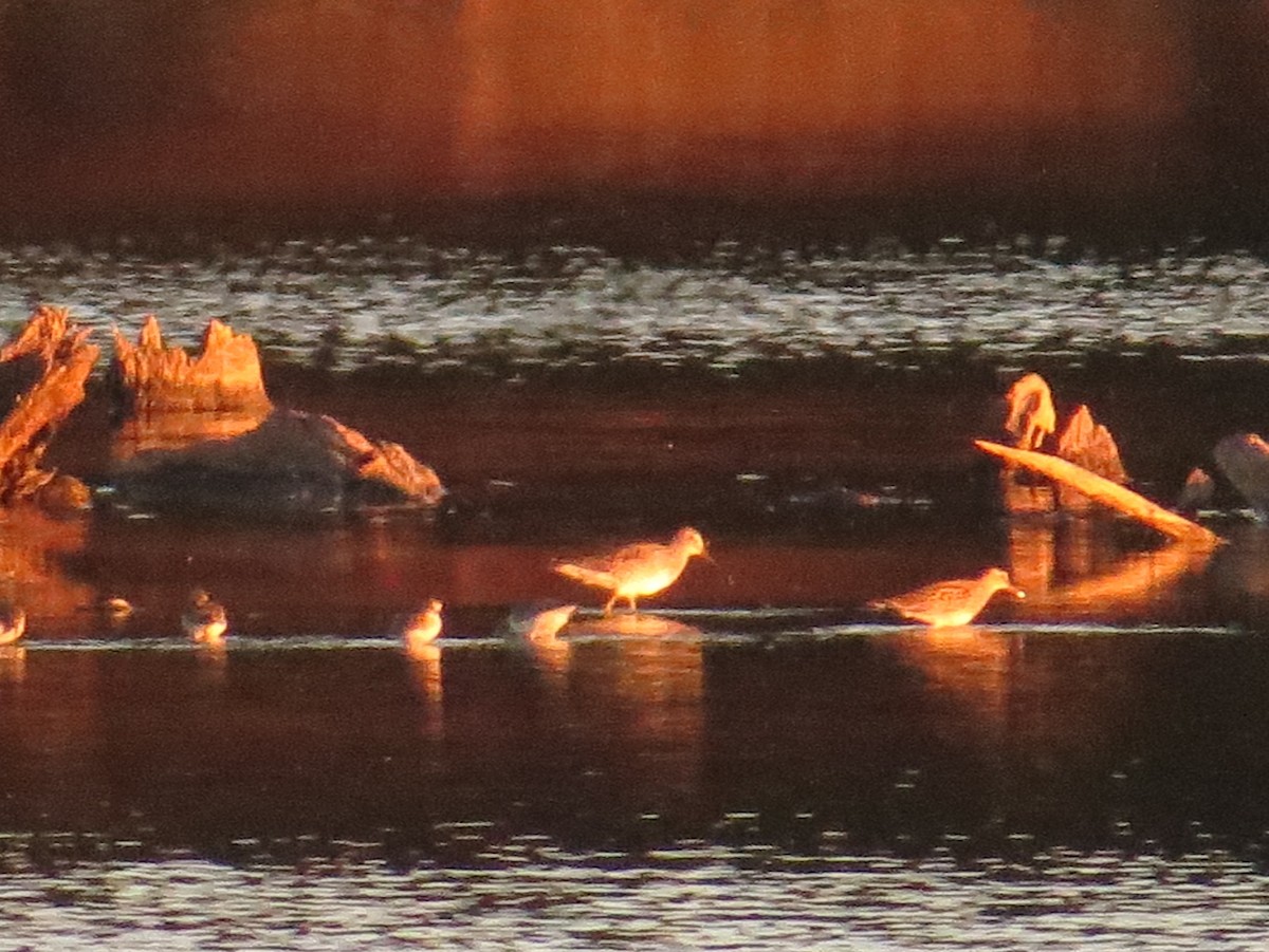 Short-billed/Long-billed Dowitcher - ML72323011