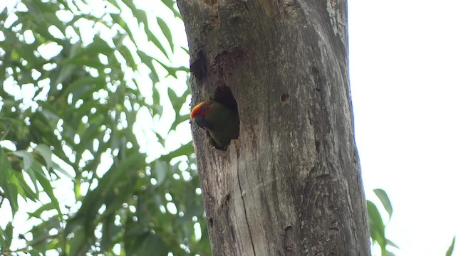 Golden-capped Parakeet - ML723231