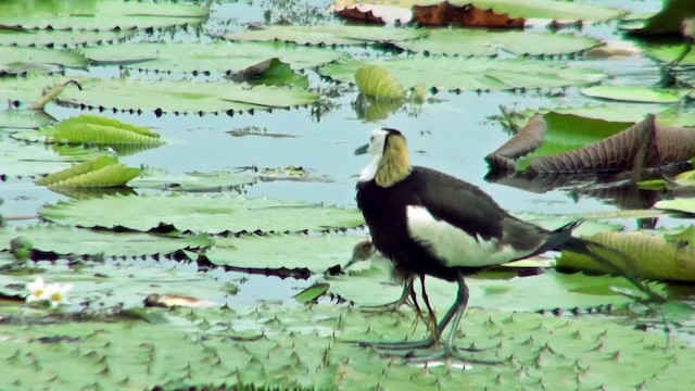Pheasant-tailed Jacana - ML723234