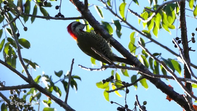 Cuban Green Woodpecker - ML723237