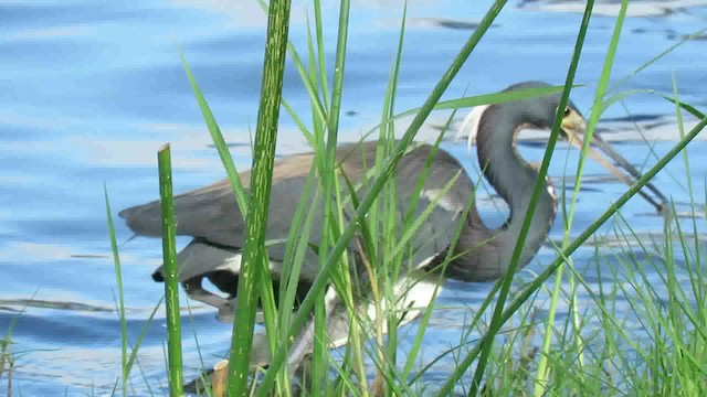 Tricolored Heron - ML723238