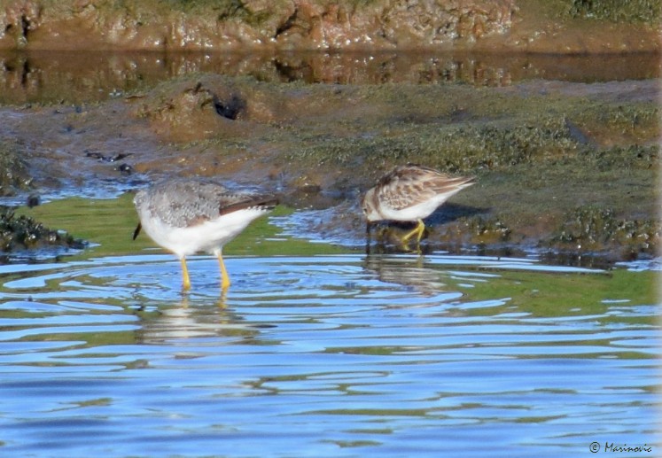 Least Sandpiper - ML72324361