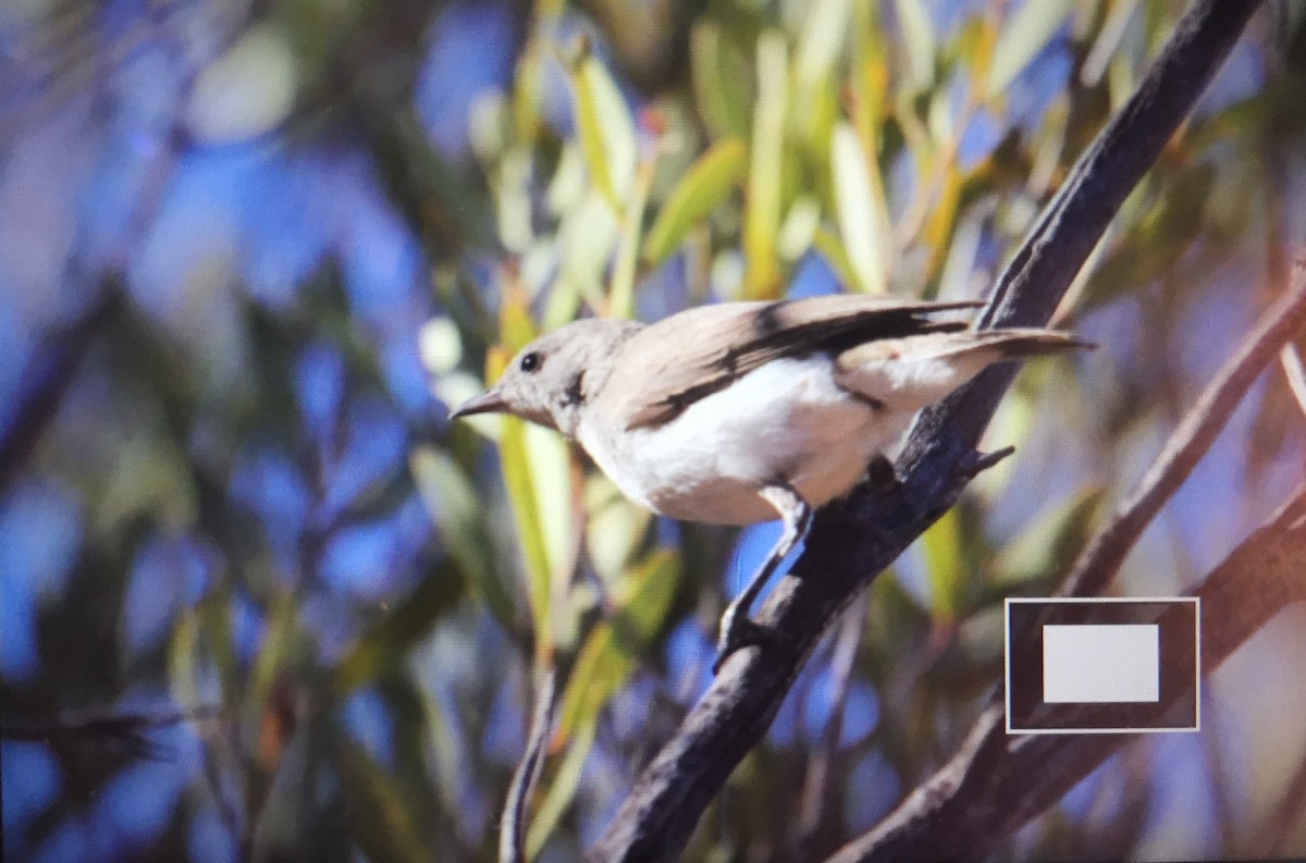 Gray Honeyeater - ML72326231