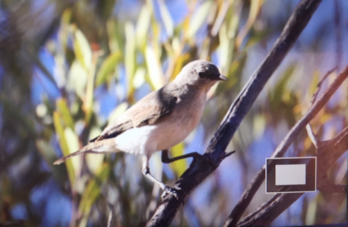 Gray Honeyeater - ML72326241