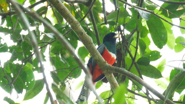 Trogon rosalba (groupe collaris) - ML723274