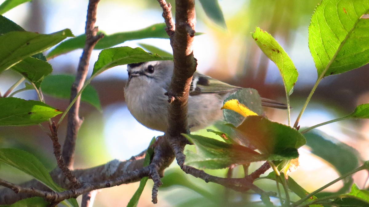 Golden-crowned Kinglet - ML72327691