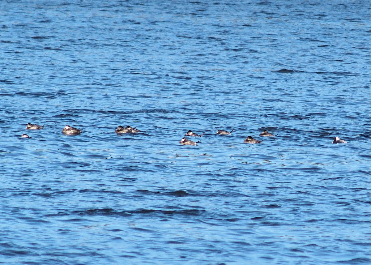 Ruddy Duck - David Rooke