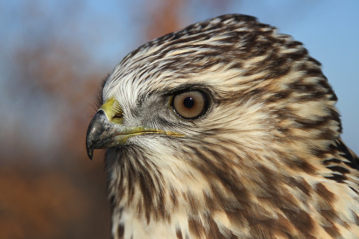 Rough-legged Hawk - Alex Lamoreaux