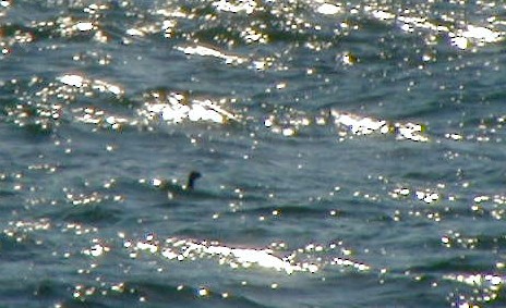 Eared Grebe - ML72328761