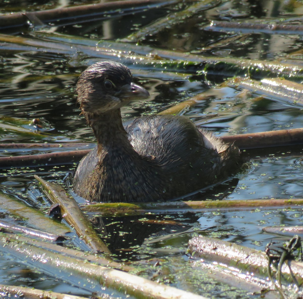 Pied-billed Grebe - ML72328831