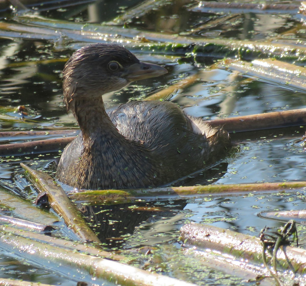 Pied-billed Grebe - ML72328851