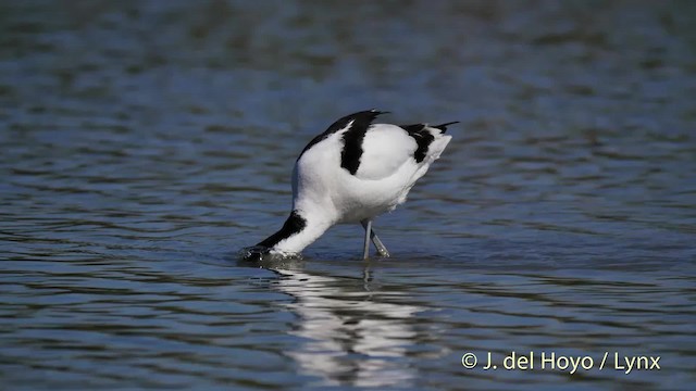 Avocette élégante - ML723289