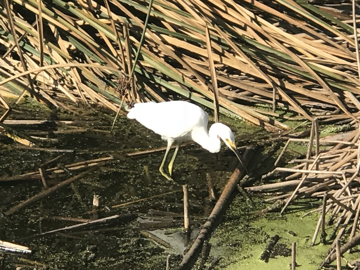 Snowy Egret - ML72329021