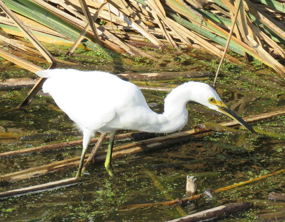 Snowy Egret - ML72329071