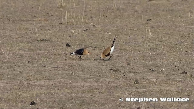 Australian Pratincole - ML723292