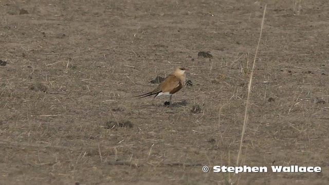 Дерихвіст австралійський - ML723293