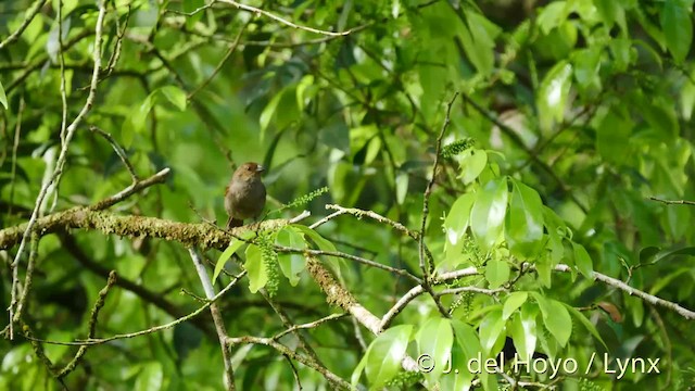 Lesser Antillean Bullfinch - ML723294