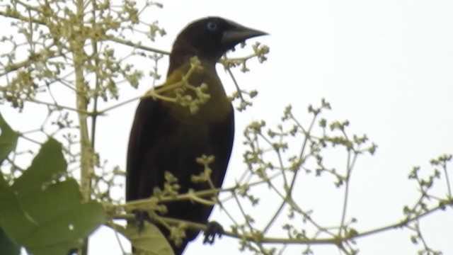 Casqued Cacique - ML723298