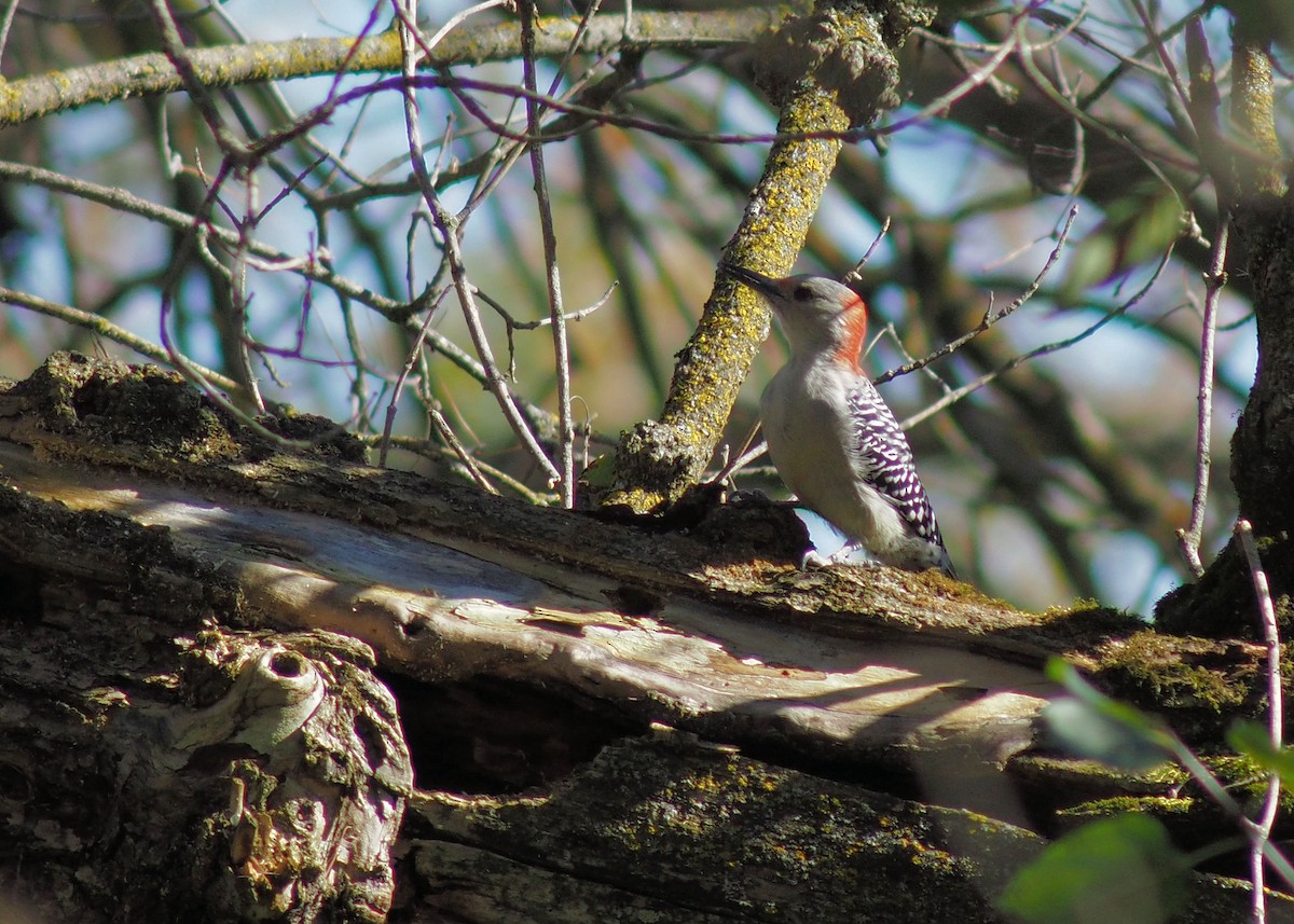 Red-bellied Woodpecker - ML72329821