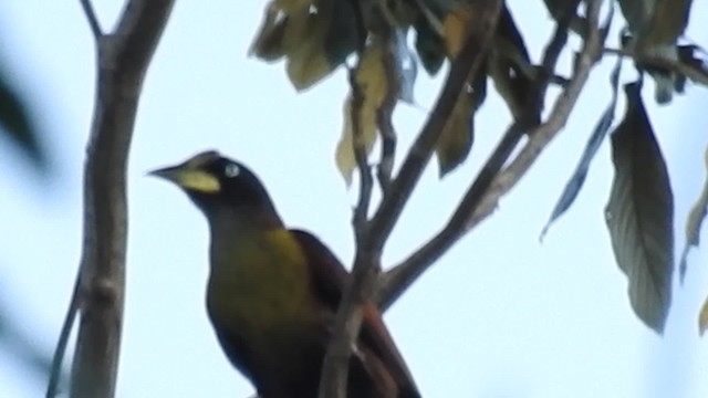 Casqued Cacique - ML723299