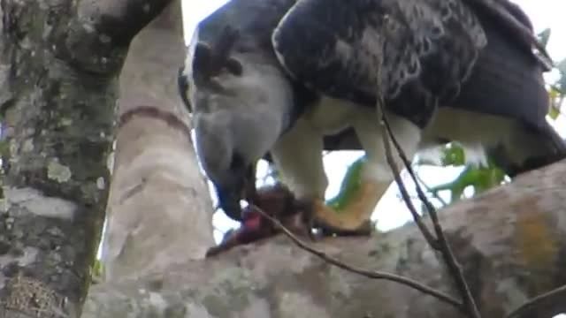 オウギワシ - ML723300