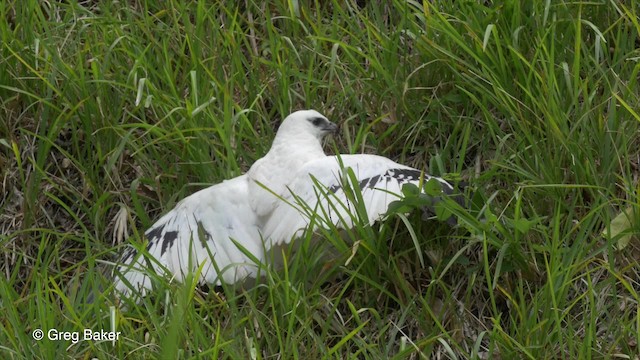 Schneebussard (ghiesbreghti) - ML723301