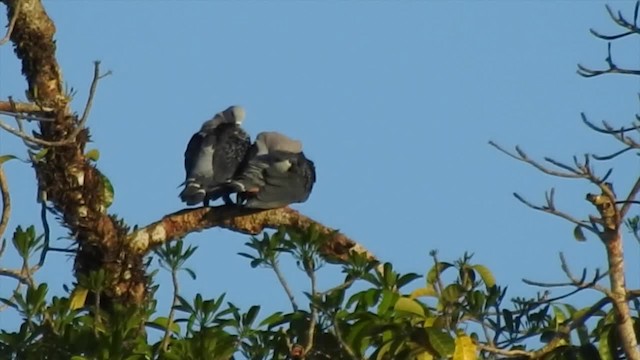 Pinon's Imperial-Pigeon (Gray-headed) - ML723304