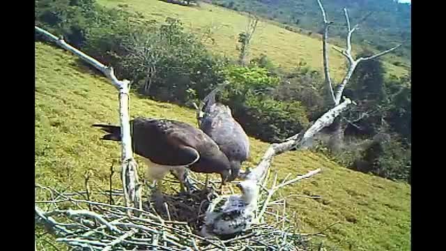 オジロノスリ - ML723305