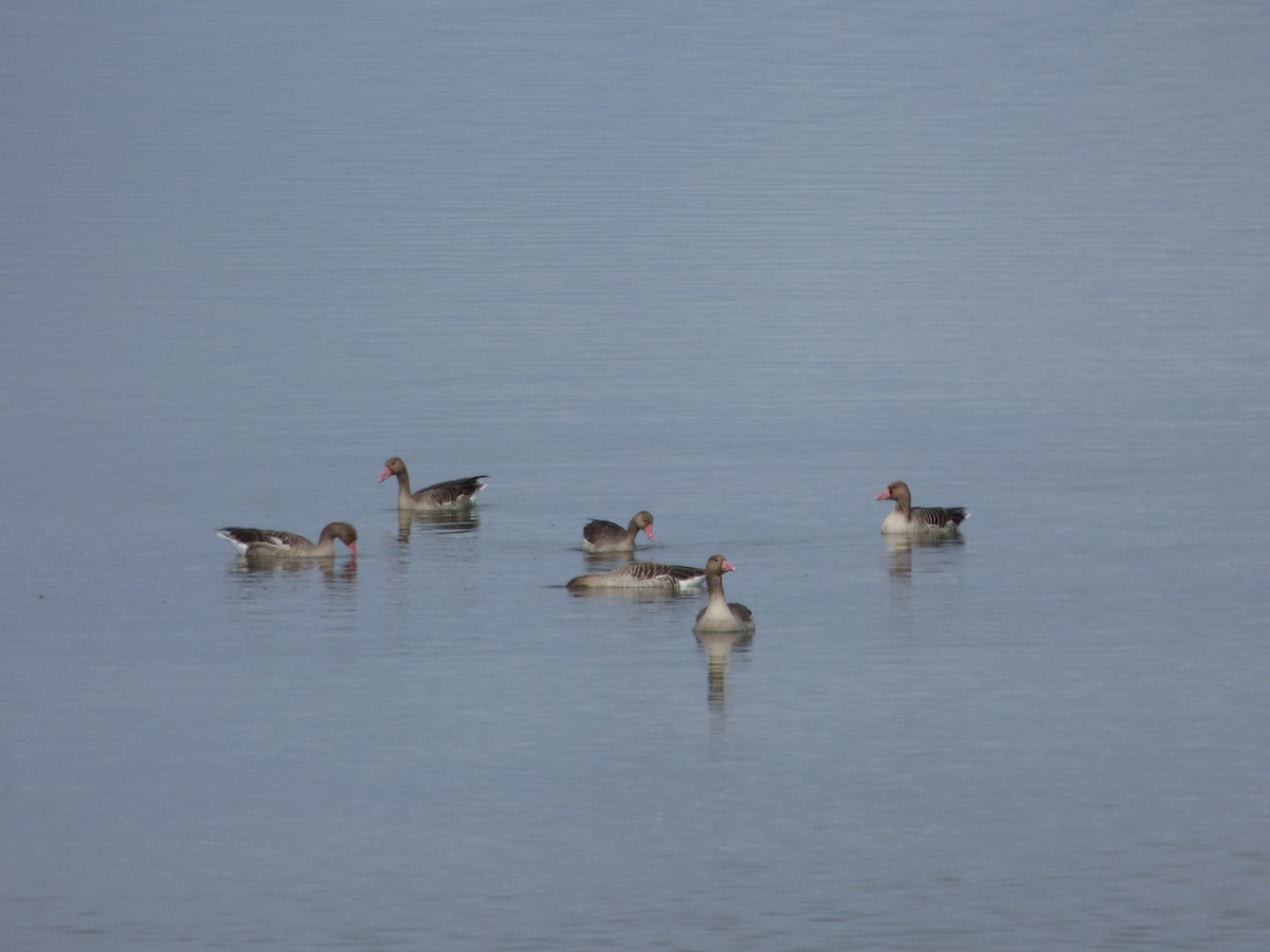 Graylag Goose - ML72330891