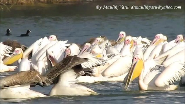 pelikán bílý - ML723312