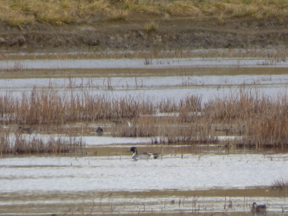 Northern Pintail - Philip Steiner