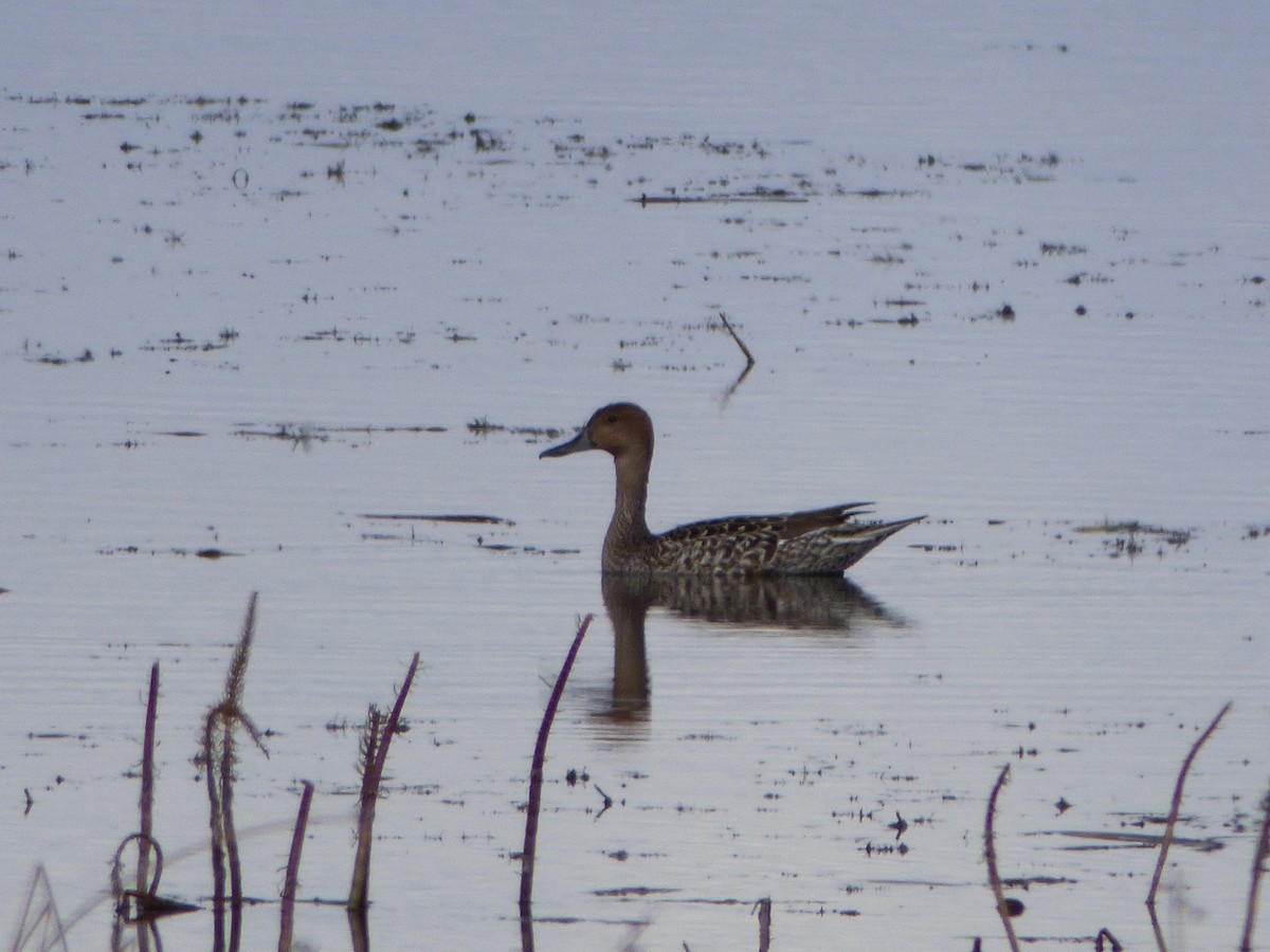 Northern Pintail - Philip Steiner