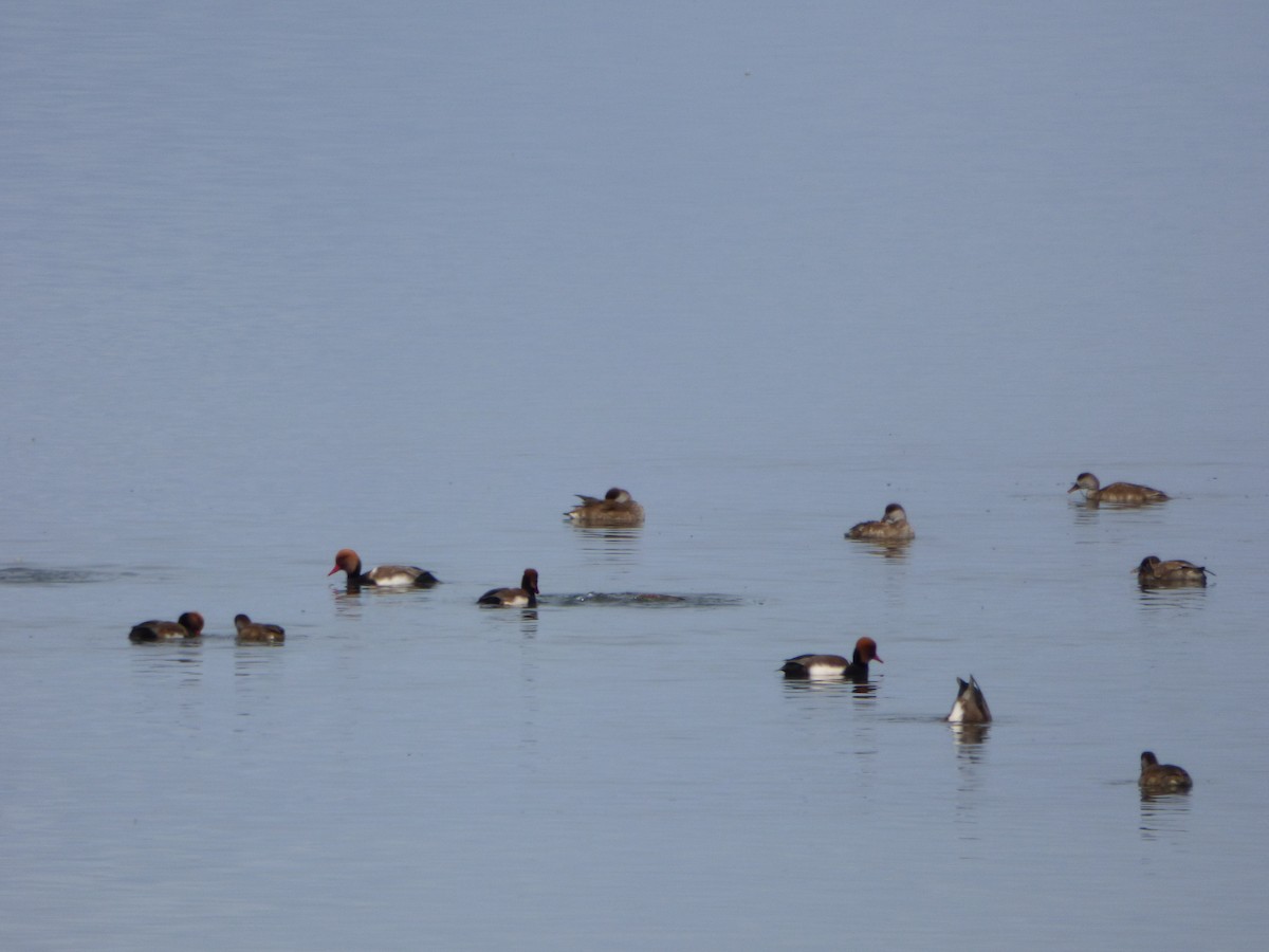 Red-crested Pochard - ML72331611