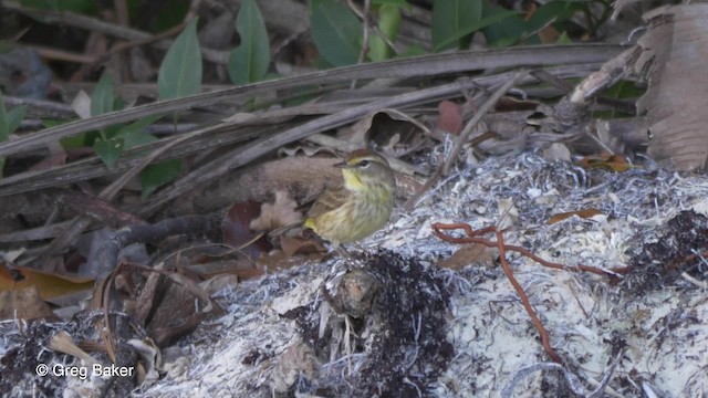 Palm Warbler (Western) - ML723317